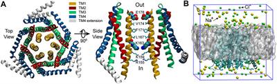 The Impact of Mutation L138F/L210F on the Orai Channel: A Molecular Dynamics Simulation Study